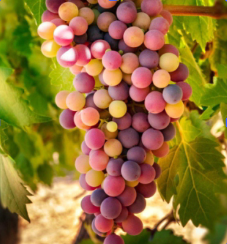 image of fresh exports