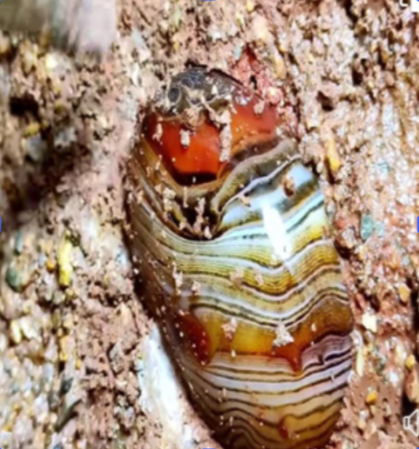 image of Marine sea bed mining