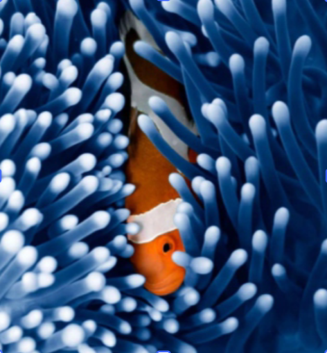 image of healthy water bed