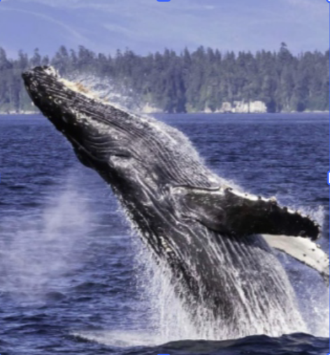 image of sea wildlife